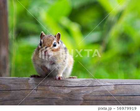北海道のシマリス 56979919