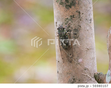 ツクツクボウシ ツクツクボウシ 56980107