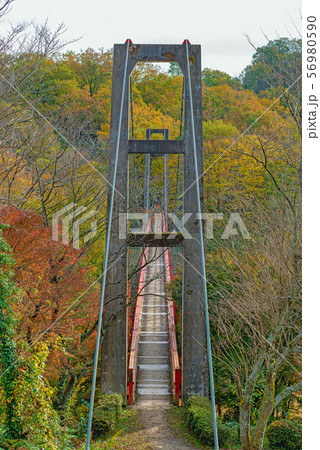 森の中の吊り橋 56980590