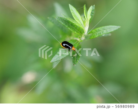 クロウリハムシ 56980989