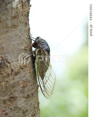 クマゼミ 56981001