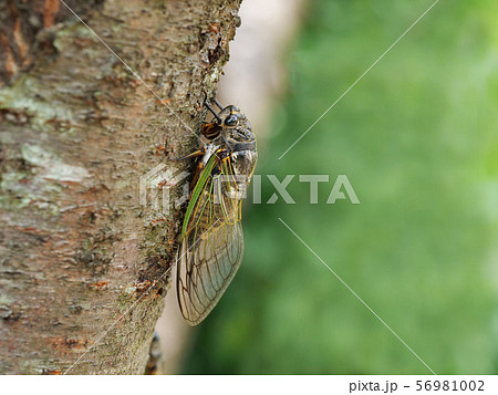 クマゼミ 56981002