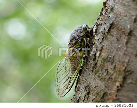 クマゼミ 56981003