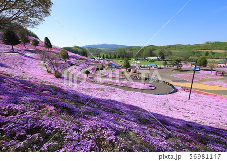 東藻琴の芝桜(北海道) 東藻琴の芝桜(北海道) 56981147