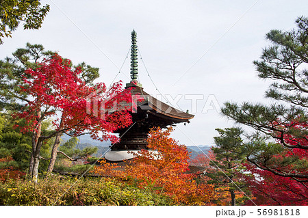 常寂光寺の紅葉 56981818