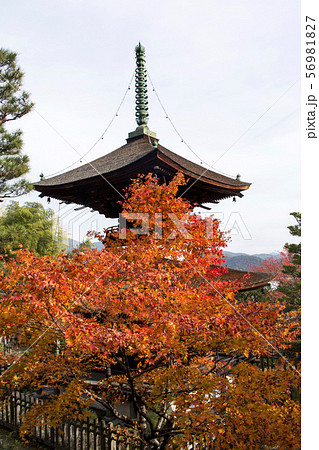 常寂光寺の紅葉 56981827