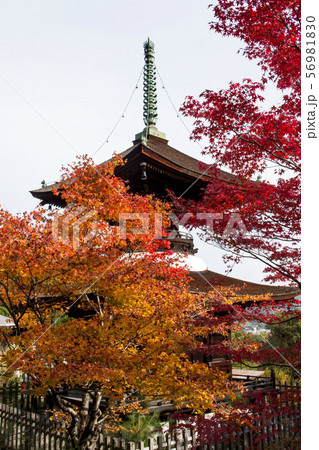 常寂光寺の紅葉 56981830