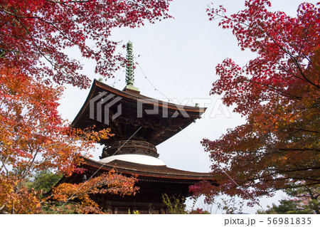 常寂光寺の紅葉 56981835