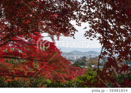 常寂光寺の紅葉 56981854
