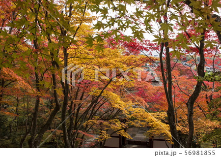 常寂光寺の紅葉 常寂光寺の紅葉 56981855