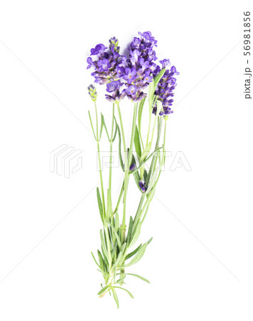 Lavender herb flowers isolated white background Lavender herb flowers isolated white background 56981856