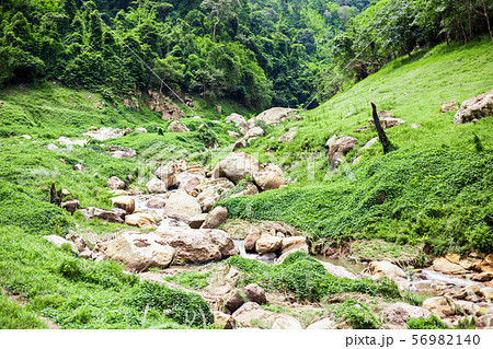 Dried river in the deep forest. Dried river in the deep forest. 56982140