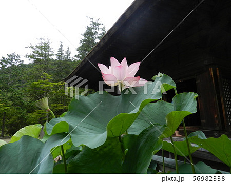 願成寺 56982338