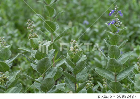 Close up of Vitex trifolia plant on the beach. Close up of Vitex trifolia plant on the beach. 56982437