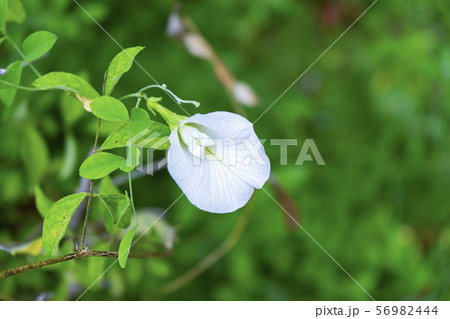 White Pea flower or Butterfly Pea flower White Pea flower or Butterfly Pea flower 56982444