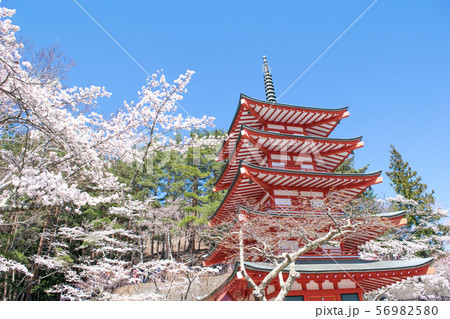山梨県　富士吉田市　新倉山浅間公園　慰霊塔と桜 56982580