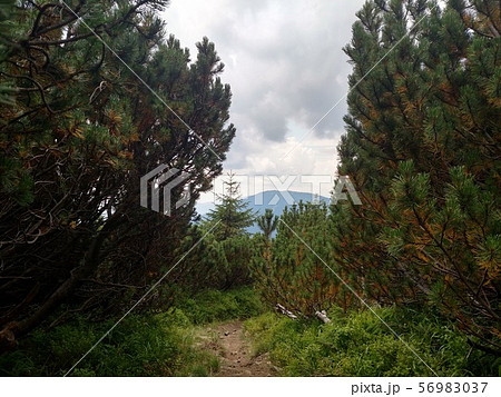 Juniper path in mountain Hiking through 56983037