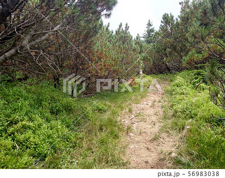 Juniper path in mountain Hiking through 56983038