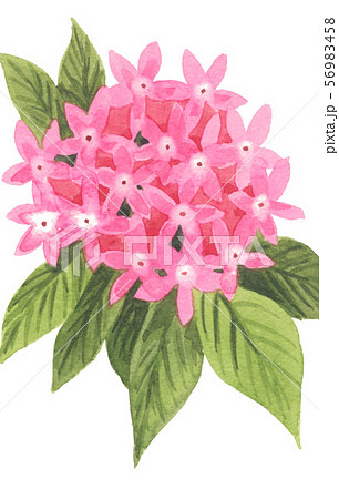 pentas19830pix7 56983458