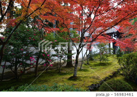 酬恩庵の紅葉 酬恩庵の紅葉 56983461