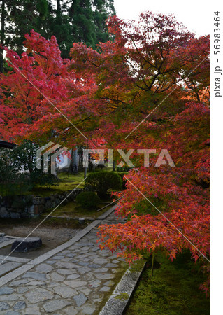 酬恩庵の紅葉 酬恩庵の紅葉 56983464