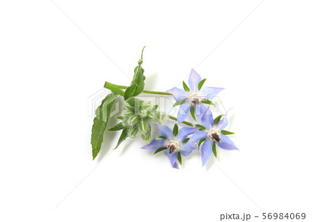 ルリジサの花 56984069