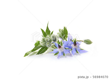 ルリジサの花 56984070