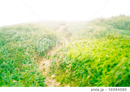 山頂の霧の中に佇む神秘的な鳥居 56984080