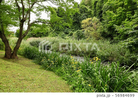 壮瞥川のほとり 壮瞥川のほとり 56984699