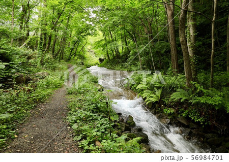 壮瞥川のほとり 壮瞥川のほとり 56984701