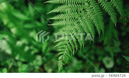 Green Fern Abstract Background. Natural background 56984726