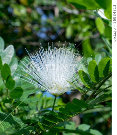 Image of sensitive plant called Mimosa Pudica 56984813