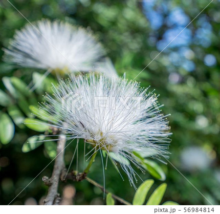 Image of white Mimosa Pudica. Thailand 56984814