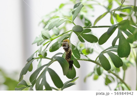 ナミアゲハの4齢幼虫(脱皮直後) ナミアゲハの4齢幼虫(脱皮直後) 56984942