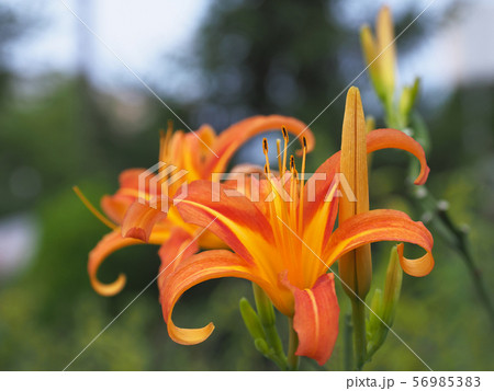 のかんぞう 56985383