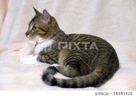 横を向く猫 56985426