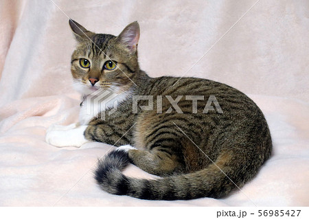 たいくつな猫 56985427