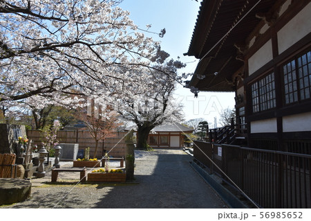 遊行寺　藤沢市 56985652