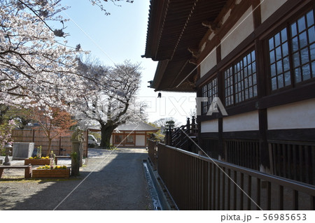 遊行寺　藤沢市 56985653