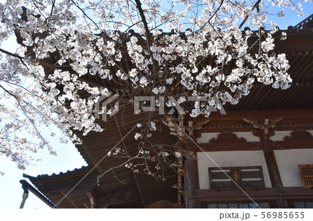 遊行寺 藤沢市 遊行寺 藤沢市 56985655