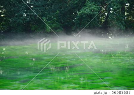 白い川霧の立つ神秘の池 白い川霧の立つ神秘の池 56985685