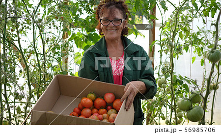 A woman farmer harvests in a greenhouse. The farmer holds a box of organic vegetables-tomatoes 56985706