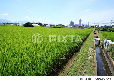 田んぼの稲 田んぼの稲 56985724