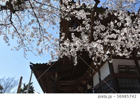 遊行寺 藤沢市 遊行寺 藤沢市 56985742
