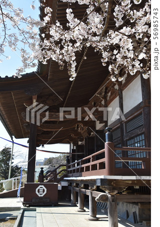 遊行寺　藤沢市 56985743
