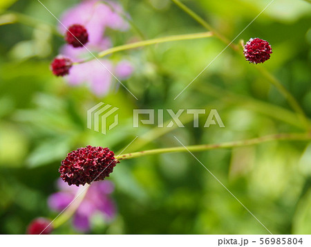 ワレモコウ 56985804