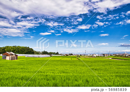 貝塚市　田園風景　青空 56985839