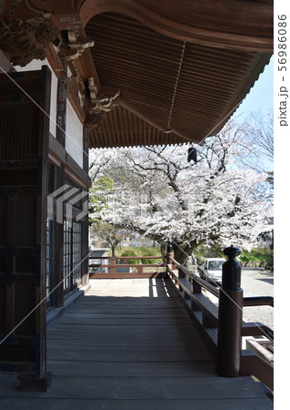 遊行寺　藤沢市 56986086