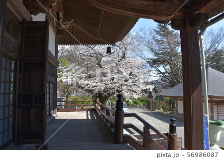 遊行寺　藤沢市 56986087