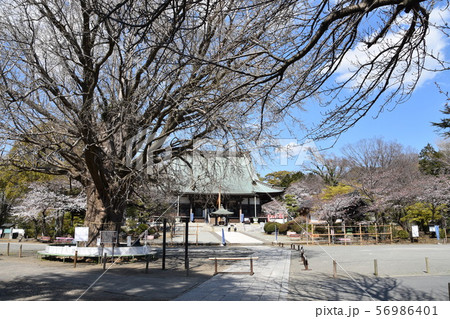 遊行寺 藤沢市 遊行寺 藤沢市 56986401